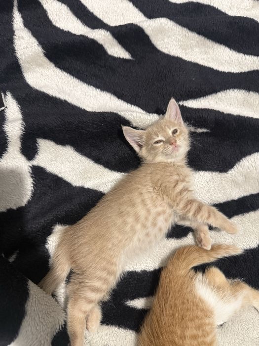 Отдам котят в ответственные руки