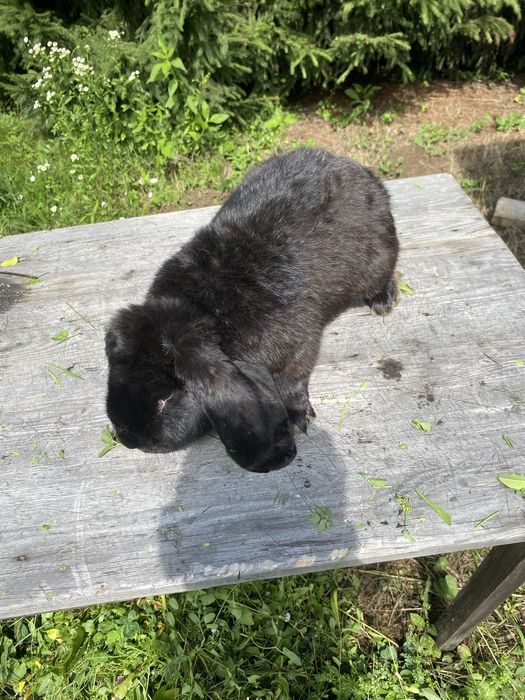 Vand iepuri berbec german