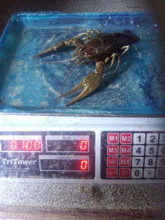 Раки. С доставкой по городу