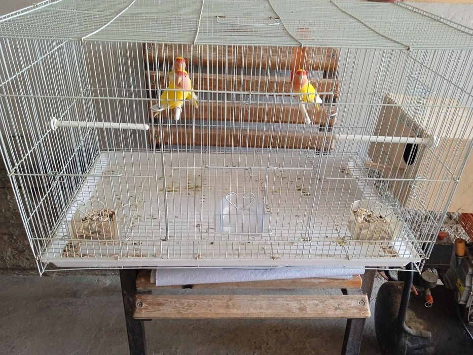 Попугай неразлучник ини билан сотилади