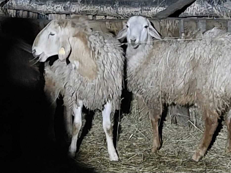 продам кошкарчика на племя