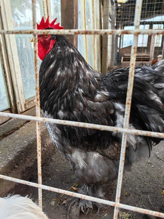 Pasari Cochinchina,Phoenix,metis Ayam Cemani