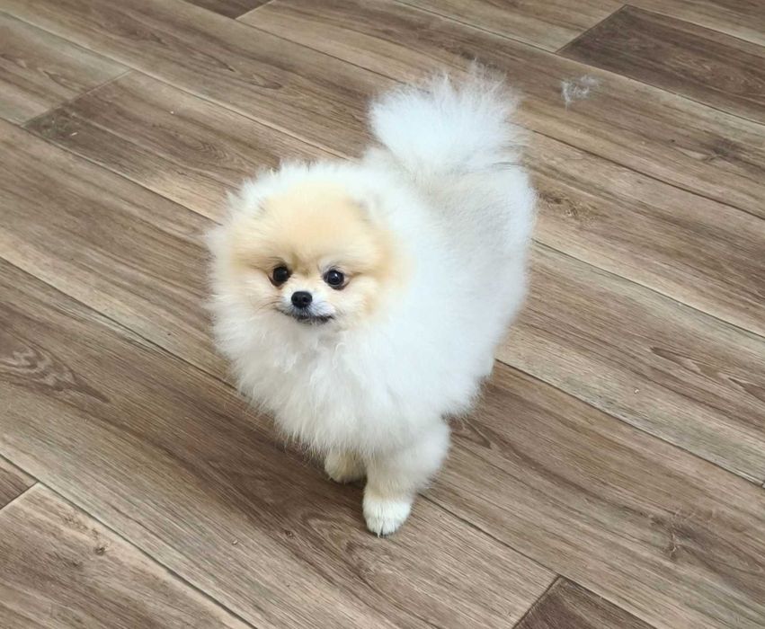 Девочка цверг шпица