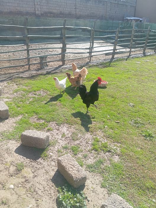 Xoroz tovuqlar sotiladi hammasi sogʻlom tuxumga kirvotti