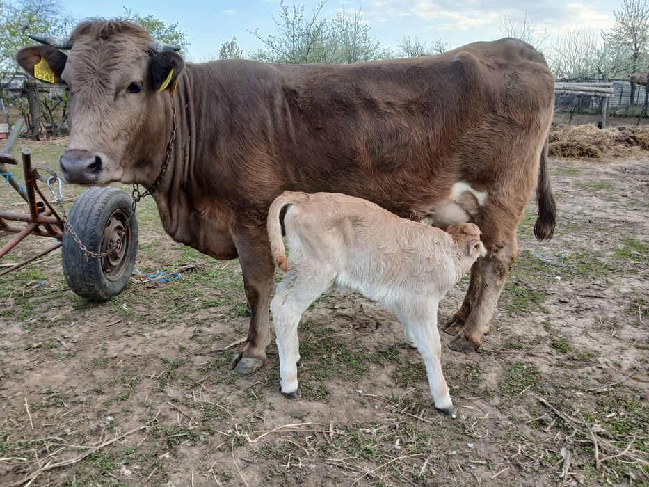 Vacă la prima fătare foarte blândă și cuminte