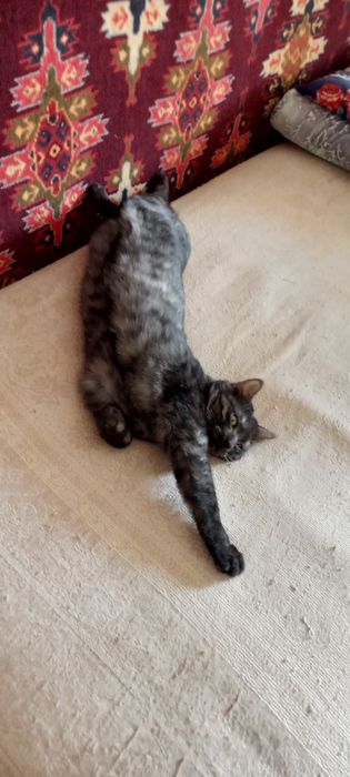 Продам кота по кличке Симба.