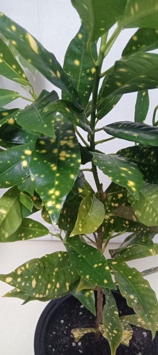 Продам цветы.разные