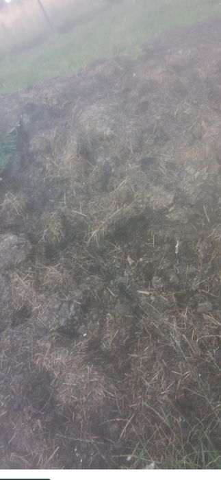 Gunoi de oaie , de doi ani