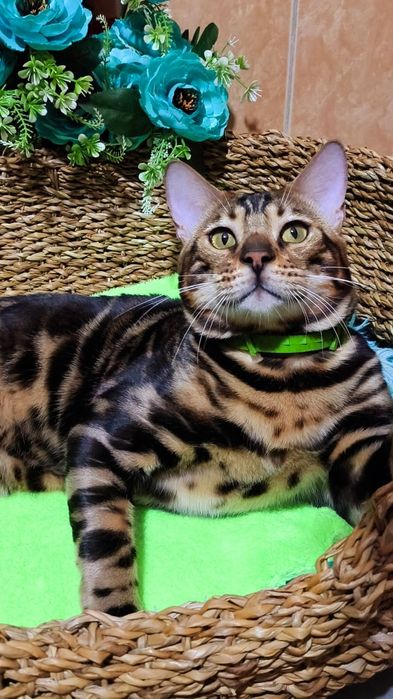 BENGAL котята Шоколад ( высший  класс )