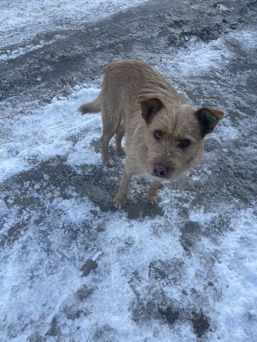 Добрая чипированная умная собака