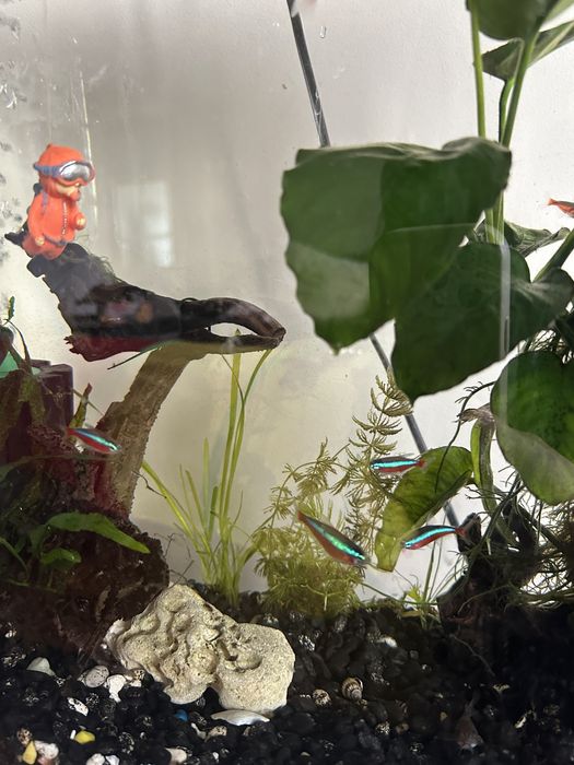 Аквариум за рибки