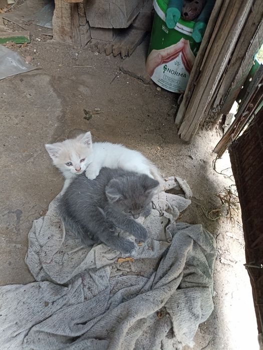 Отдам котят в хорошие руки.