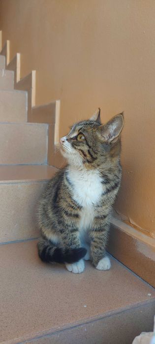 Потерялся котёнок