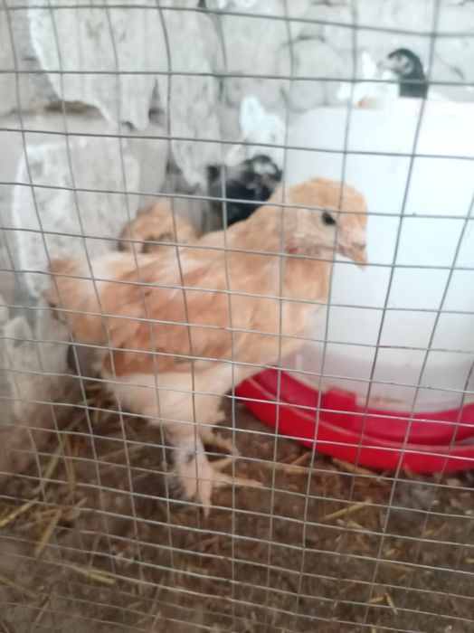 Жожалар Брама ва Дакан