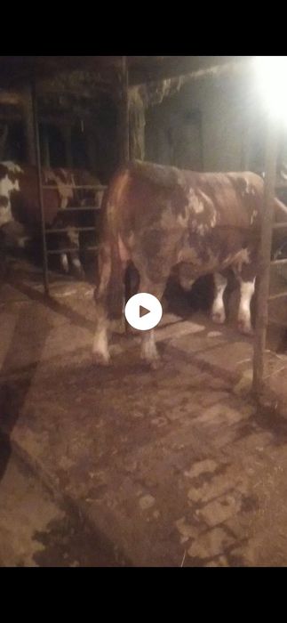 Паркент.Сментал Бука 2 та. Бир ёшдан ошган.