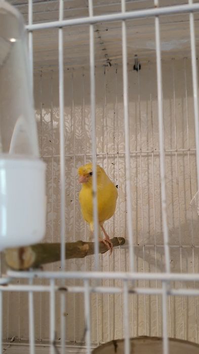 Продаю канарейку самка