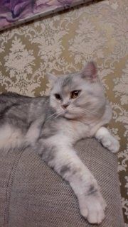 Отдам породистого кота.