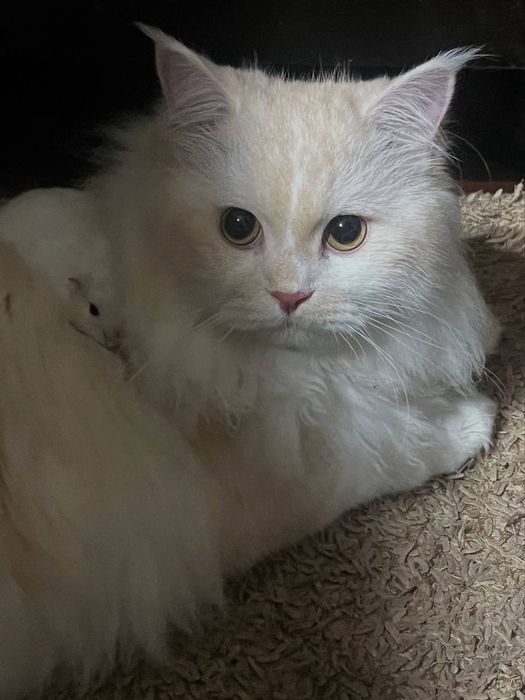 Котята Шотландца и Балинизийской сиамской кошки