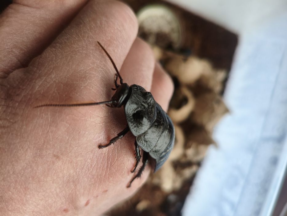 Мадагаскарские, мраморные тараканы