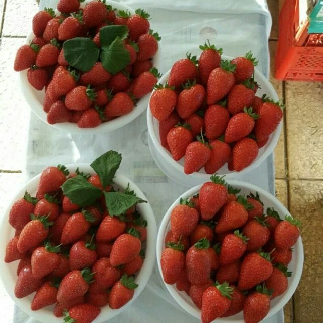 Рассада клубника Прадаётсия.привизной.сорт.Карейски.Галански.гибрид.