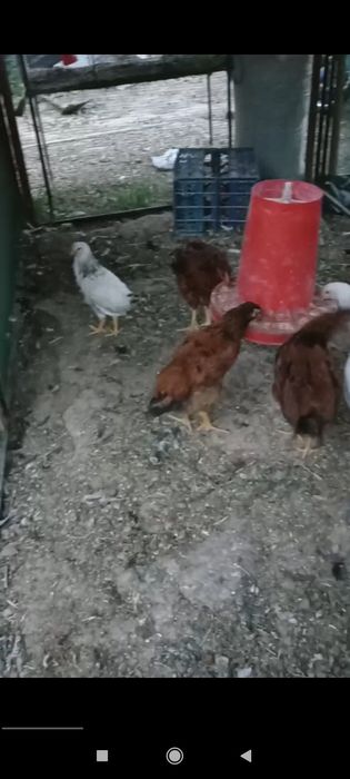 Tovuq jojalar sotlad