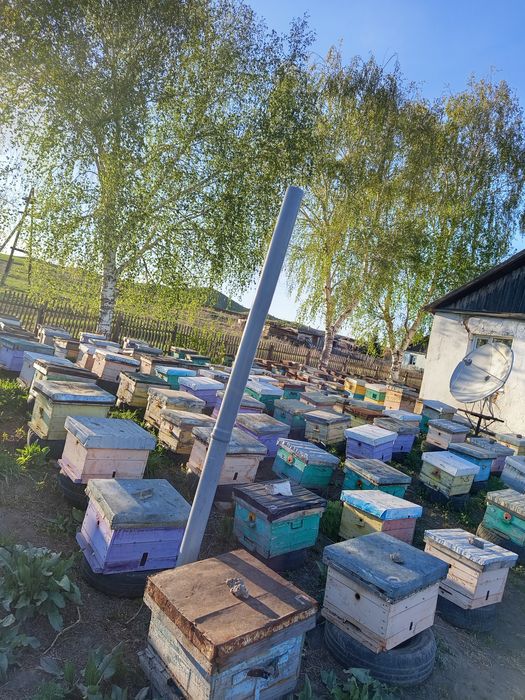 Продам мед, пыльцу, ващину.