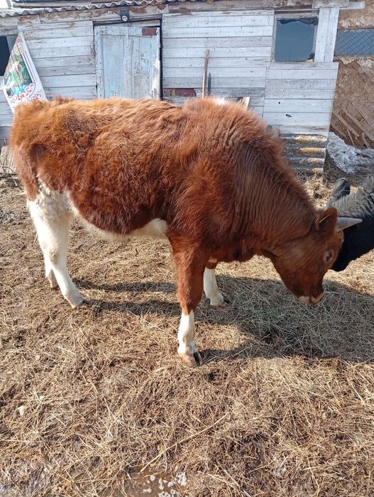 Продам бычка годовалого