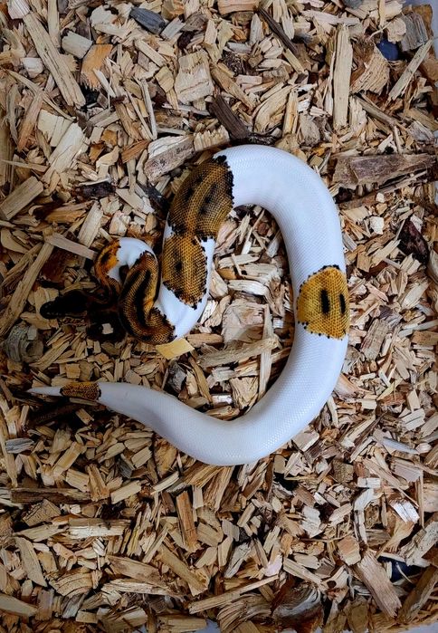Piton Regal Pied High White-Smiley Pattern