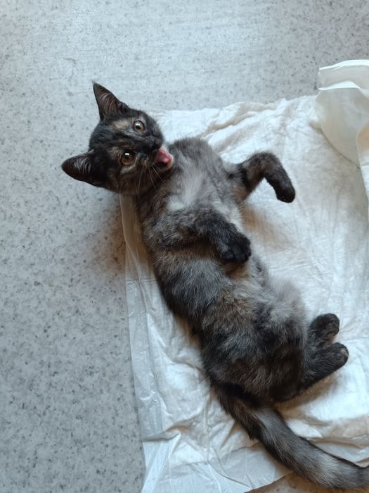 Котенок в добрые руки