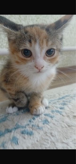 Продается котенок трехцветная