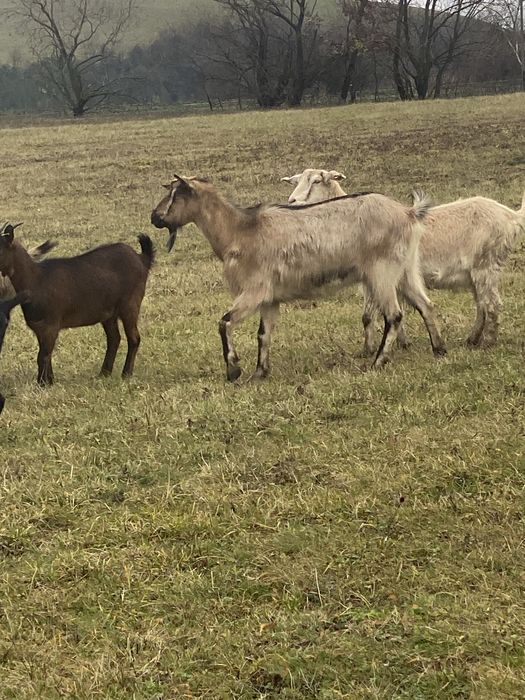 Vand 5 capre gestanete