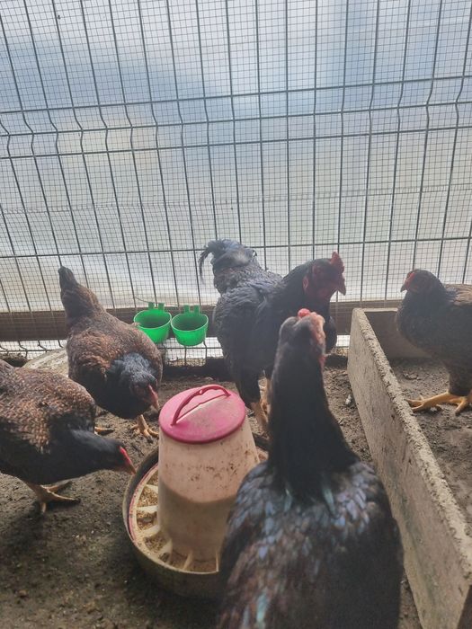 Cocos combatant indian talie mare