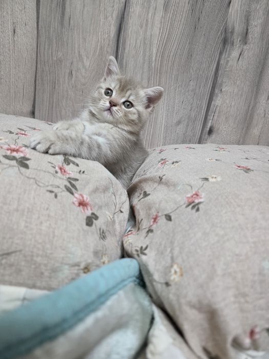 Продается скотиш страйт