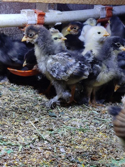 Хар хил зотли жужалар сотилади