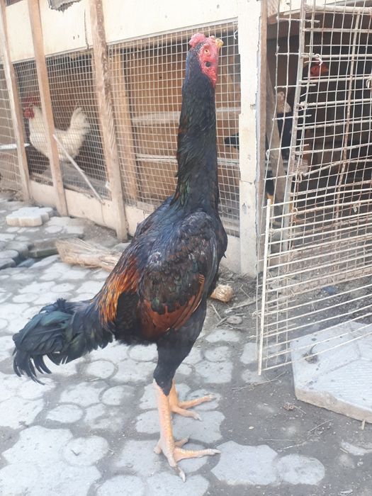 Dakan xurozlari sotiladi