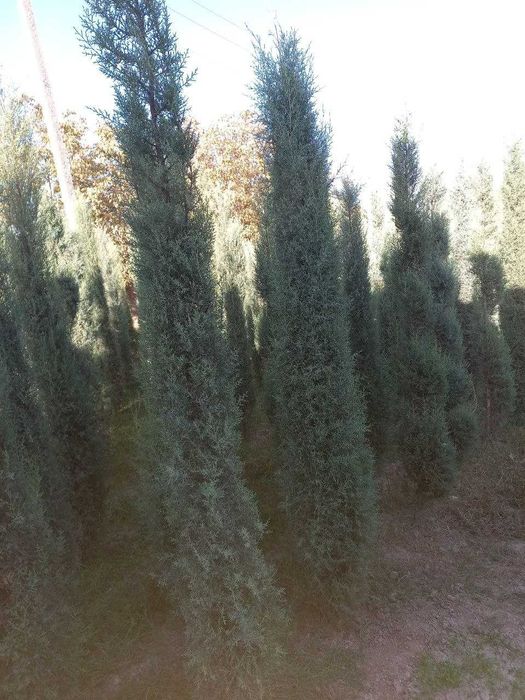 Голубой кипарис навли арчалар