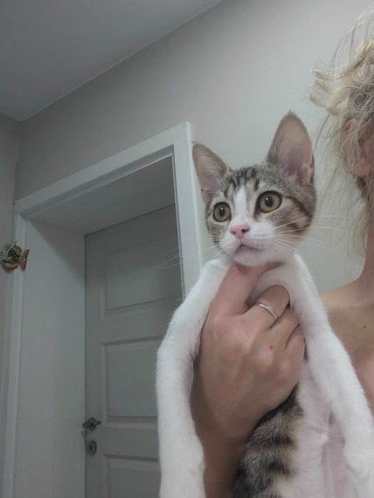 Котенце търси дом