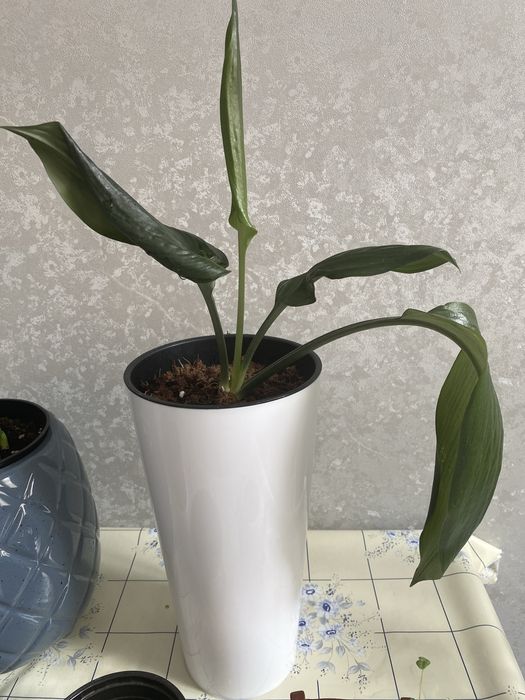 Продам цветок комнатный