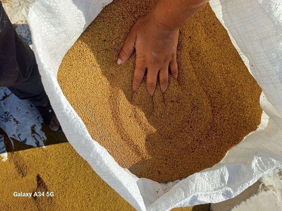 Beda urug'i bor o'zimizni mesni