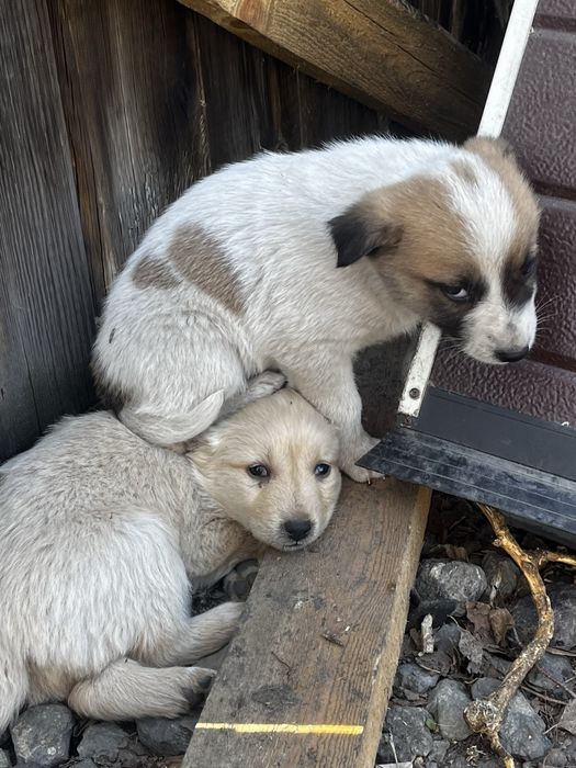 Отдам щенков в хорошие руки