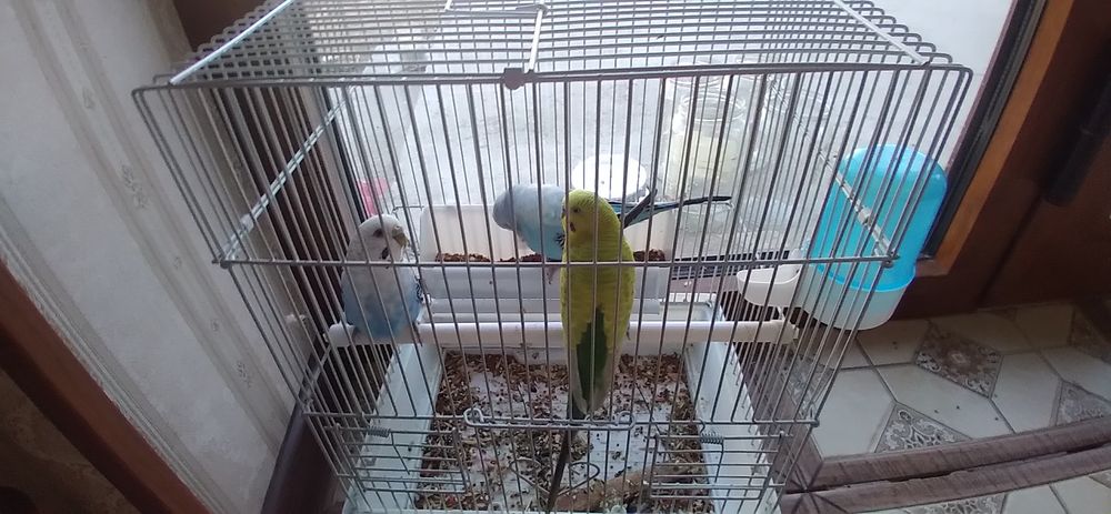 Valnistiy paugayi 5ta