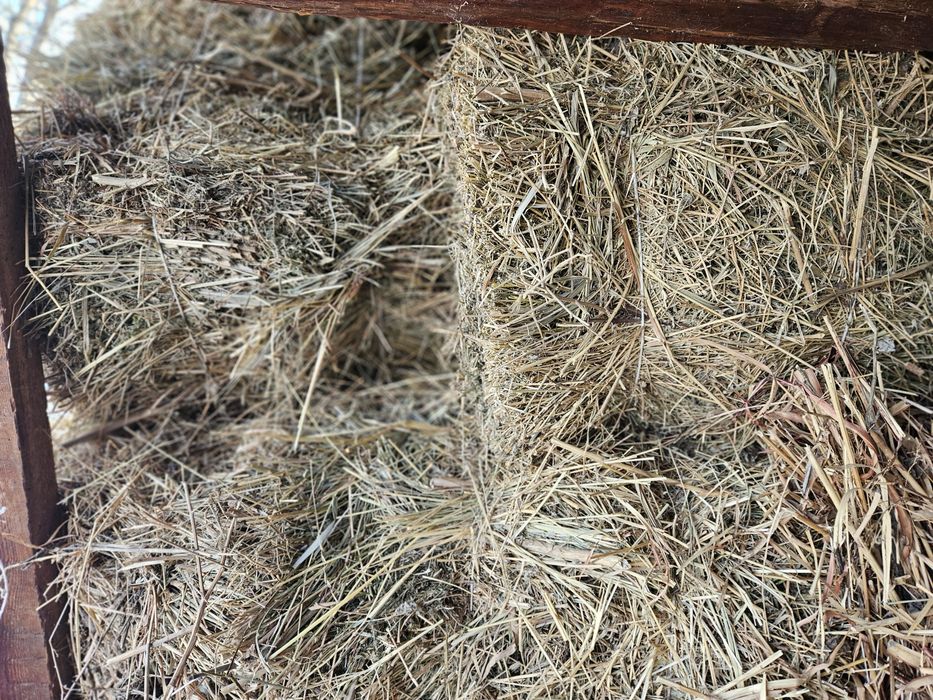 Тюки клевер суданка