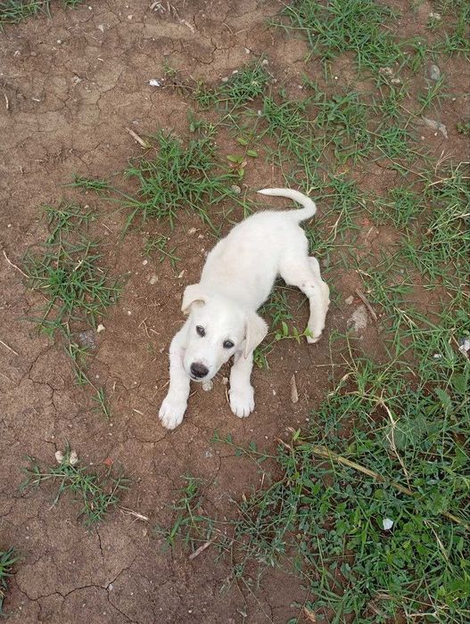 Catelus de 2 luni spre adoptie, Ilfov
