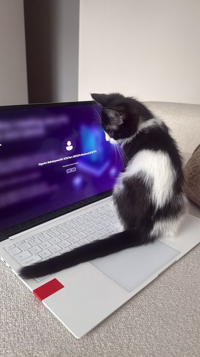 Милый котёнок, дворовой