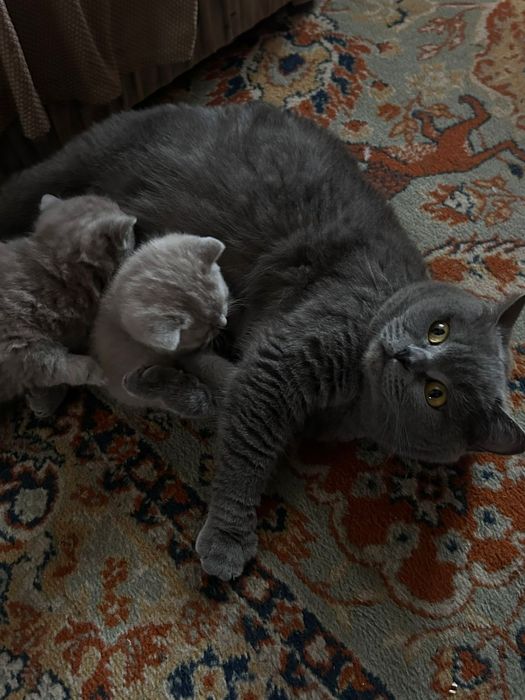 Чистокровные британцы