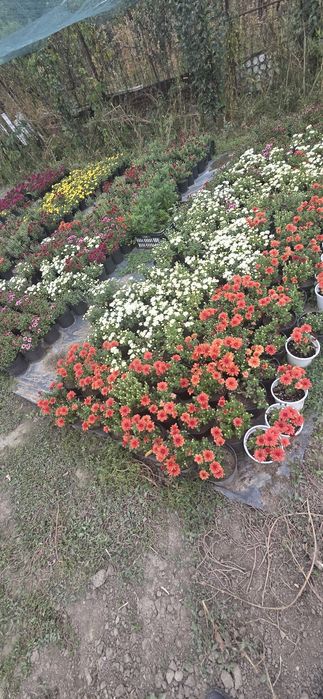 Vand  Crizanteme multiflore