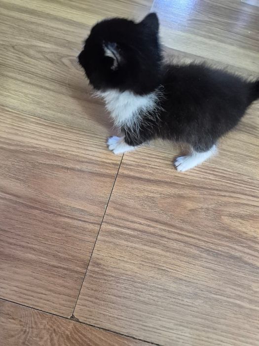 Котенок в добрую семью