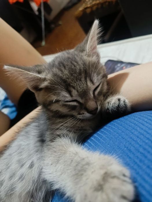 Отдам котят, бесплатно