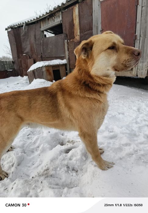 Отдам собаку в добрые руки