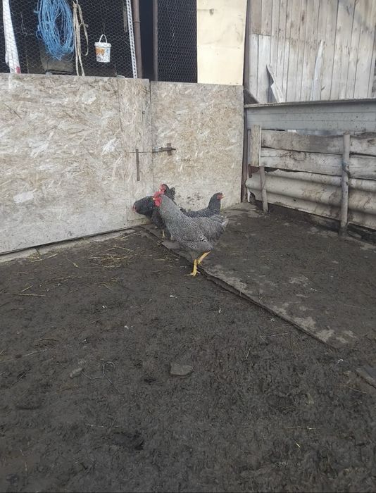 Vând găini și un cocoș